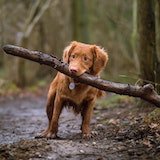 a dog with a stick